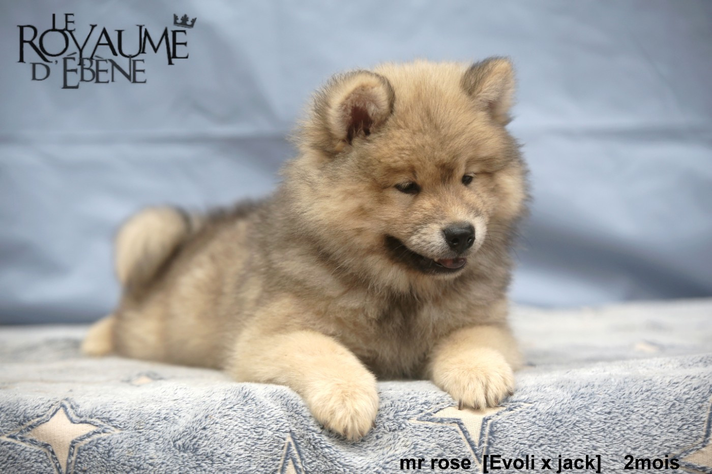 Du Royaume D'ebène - Chiots disponibles - Eurasier