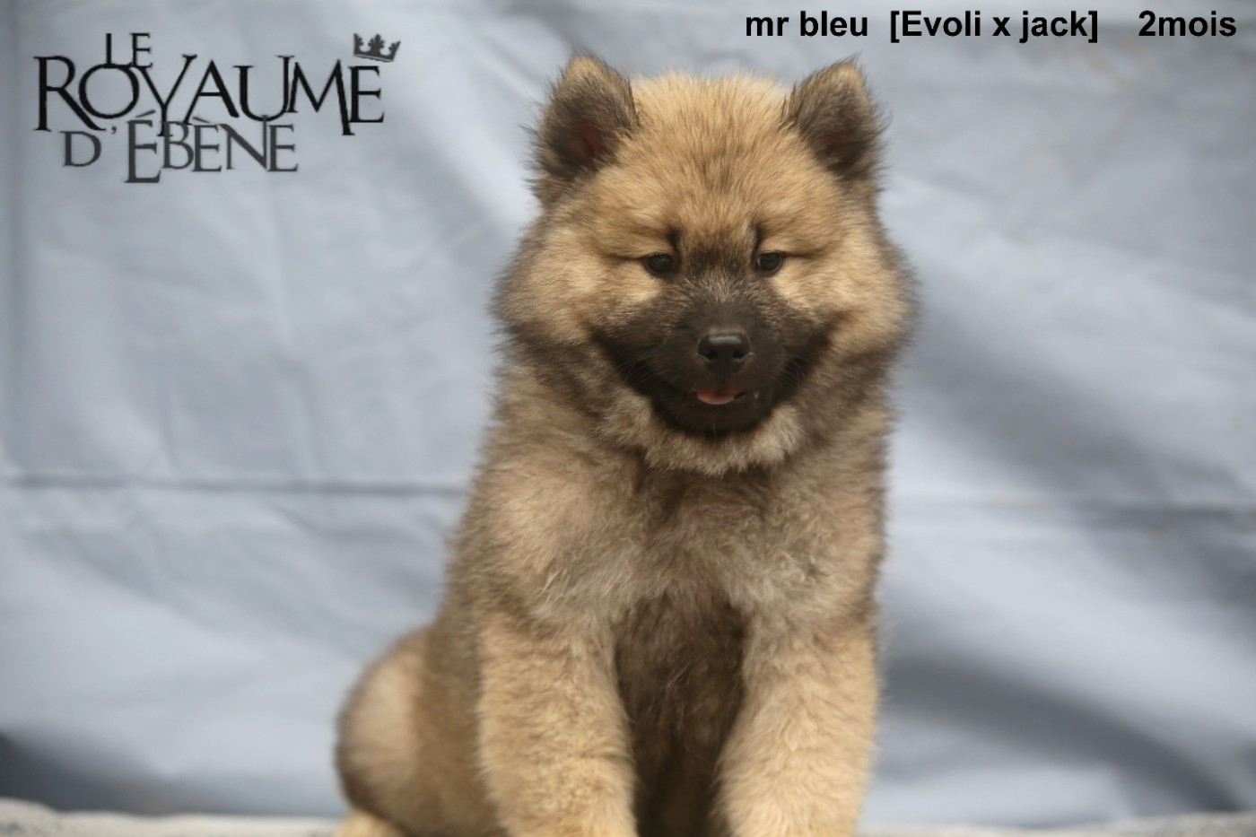 Du Royaume D'ebène - Chiots disponibles - Eurasier