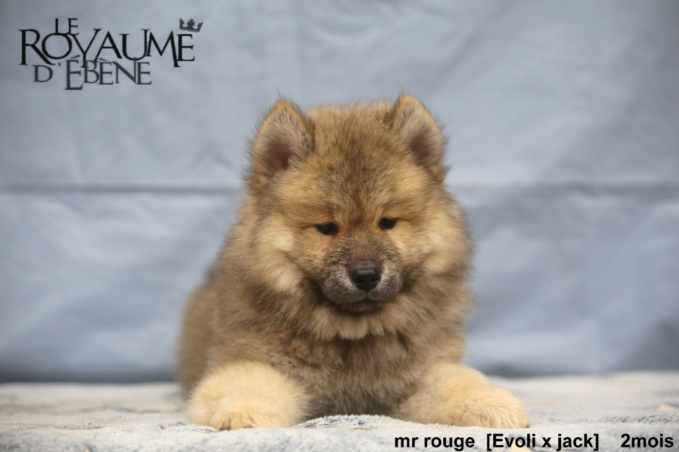 Du Royaume D'ebène - Chiots disponibles - Eurasier
