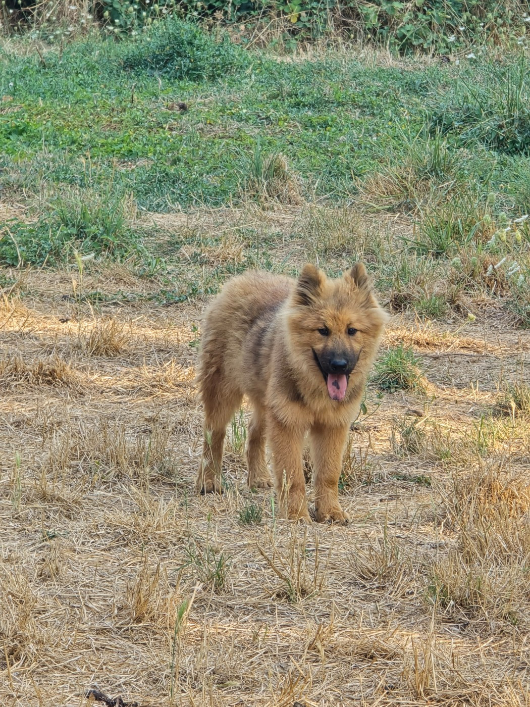Du Royaume D'ebène - Chiots disponibles - Eurasier