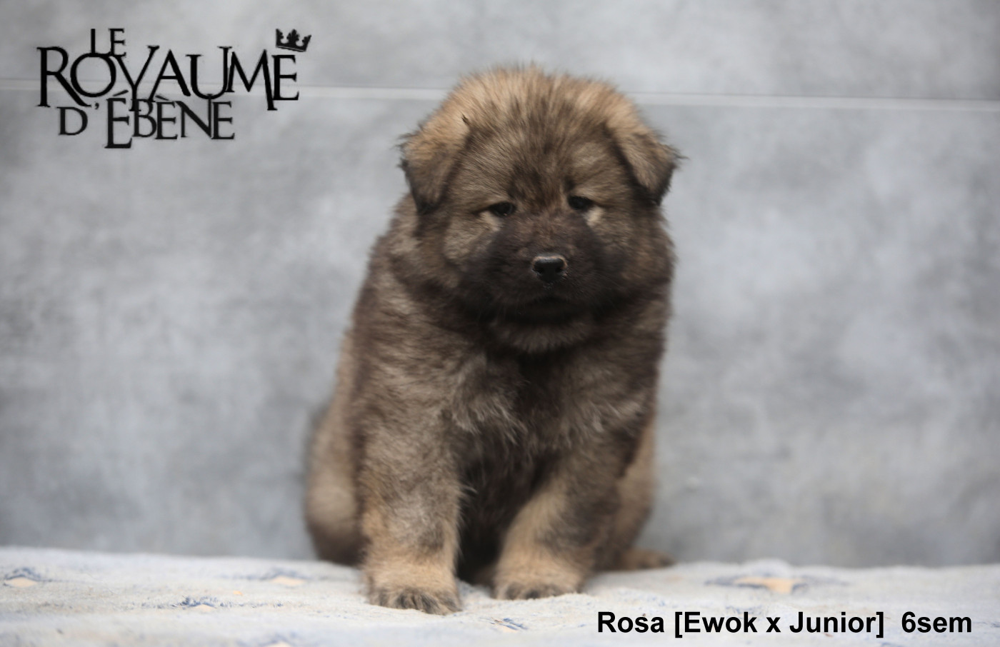 Du Royaume D'ebène - Chiots disponibles - Eurasier