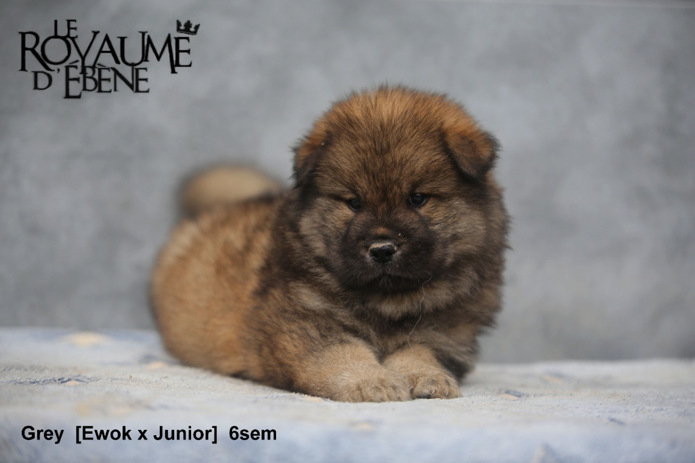 Du Royaume D'ebène - Chiots disponibles - Eurasier