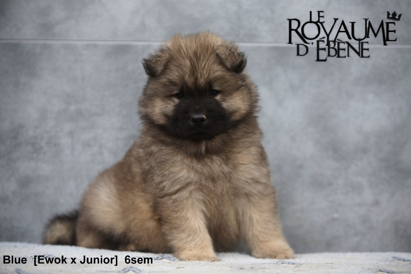 Du Royaume D'ebène - Chiots disponibles - Eurasier