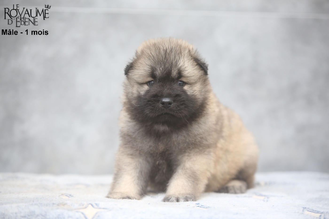 Du Royaume D'ebène - Chiots disponibles - Eurasier