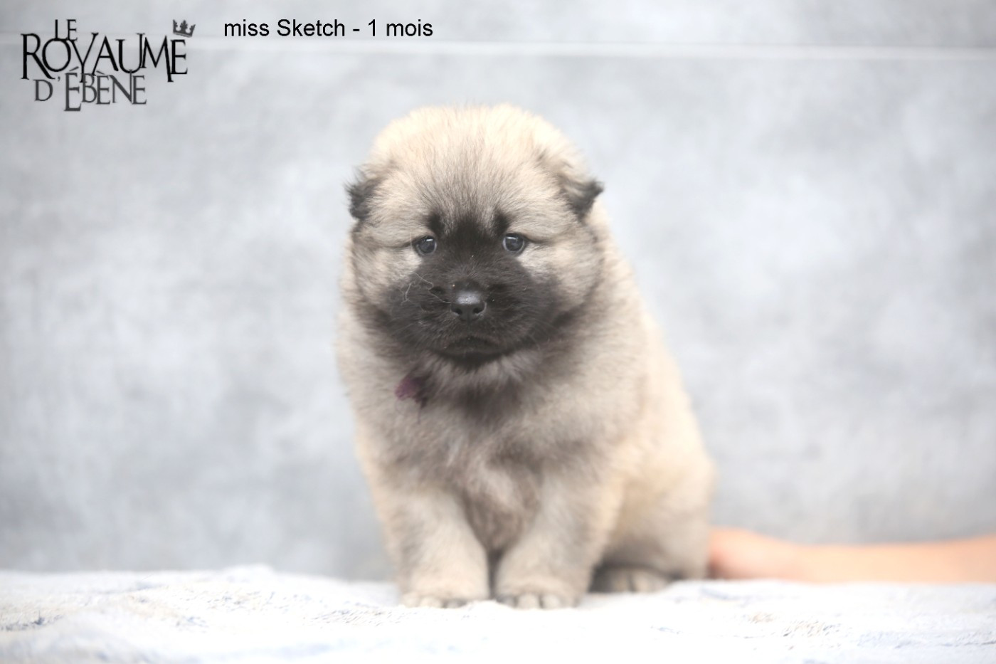 Du Royaume D'ebène - Chiots disponibles - Eurasier