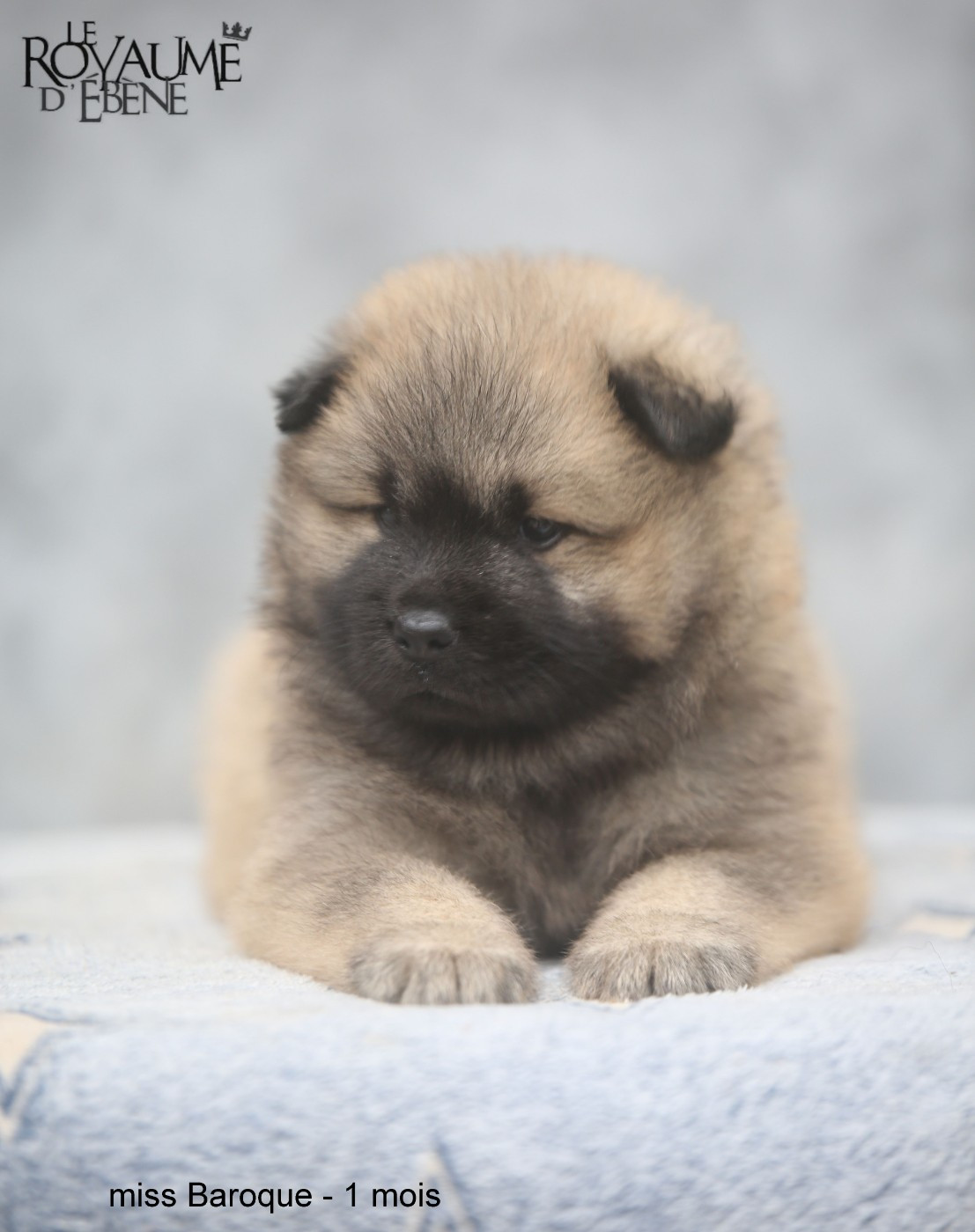 Du Royaume D'ebène - Chiots disponibles - Eurasier