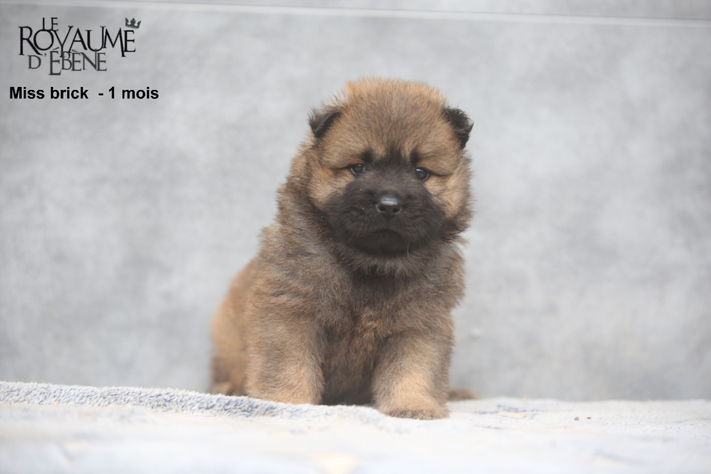 Du Royaume D'ebène - Chiots disponibles - Eurasier