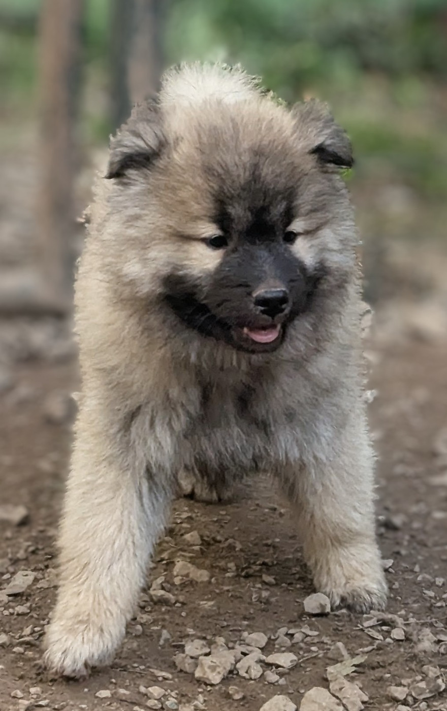 Du Royaume D'ebène - Chiots disponibles - Eurasier