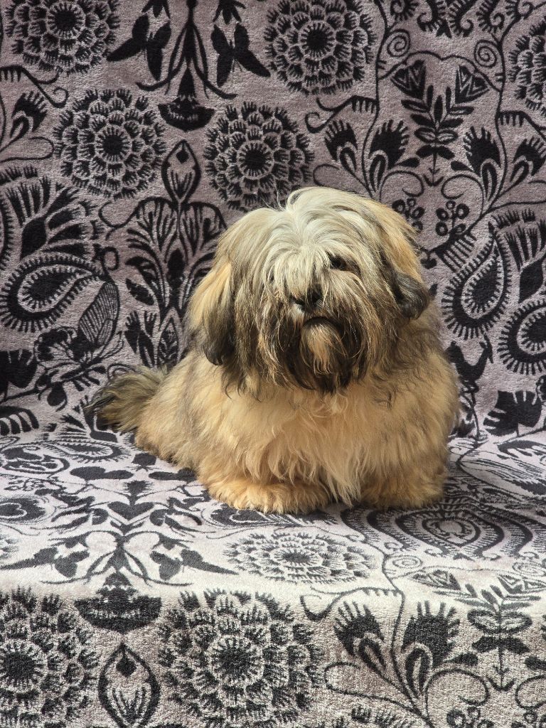 Du Royaume D'ebène - Chiots disponibles - Lhassa Apso