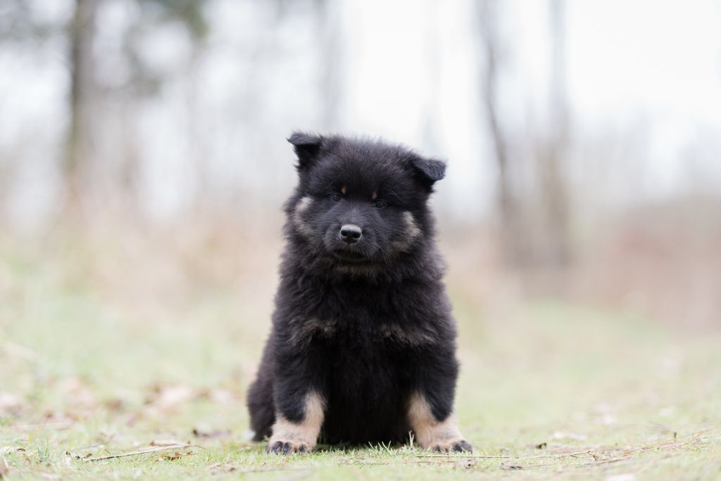 Du Royaume D'ebène - Eurasier - Portée née le 29/11/2021