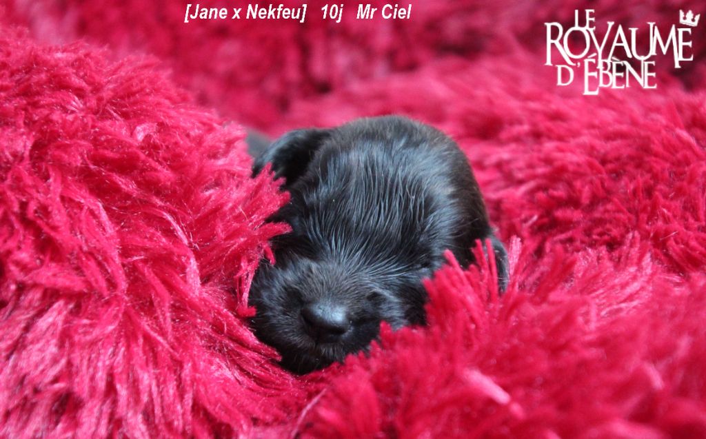 Du Royaume D'ebène - Leonberger - Portée née le 07/01/2021