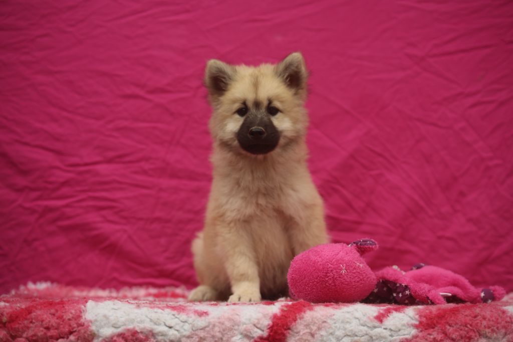 Du Royaume D'ebène - Chiots disponibles - Eurasier