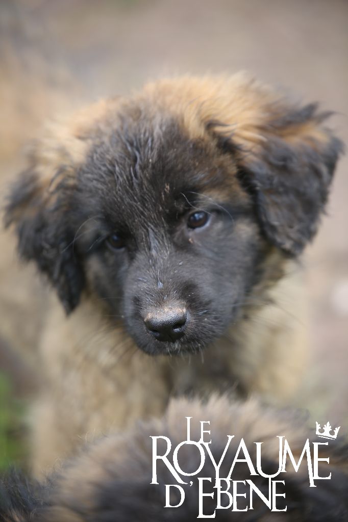 Du Royaume D'ebène - Leonberger - Portée née le 08/01/2024