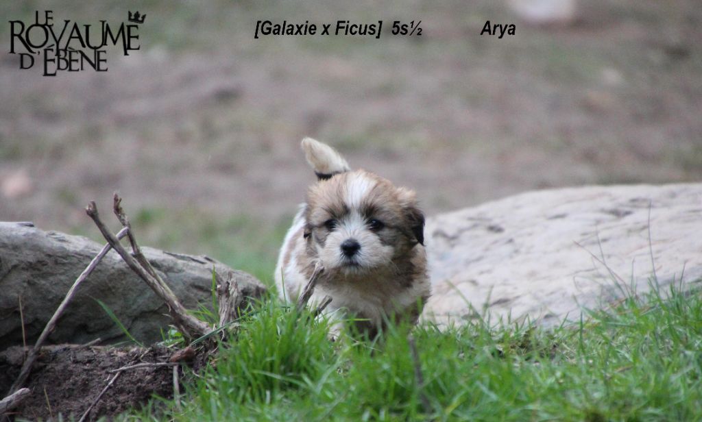 Du Royaume D'ebène - Lhassa Apso - Portée née le 18/12/2018
