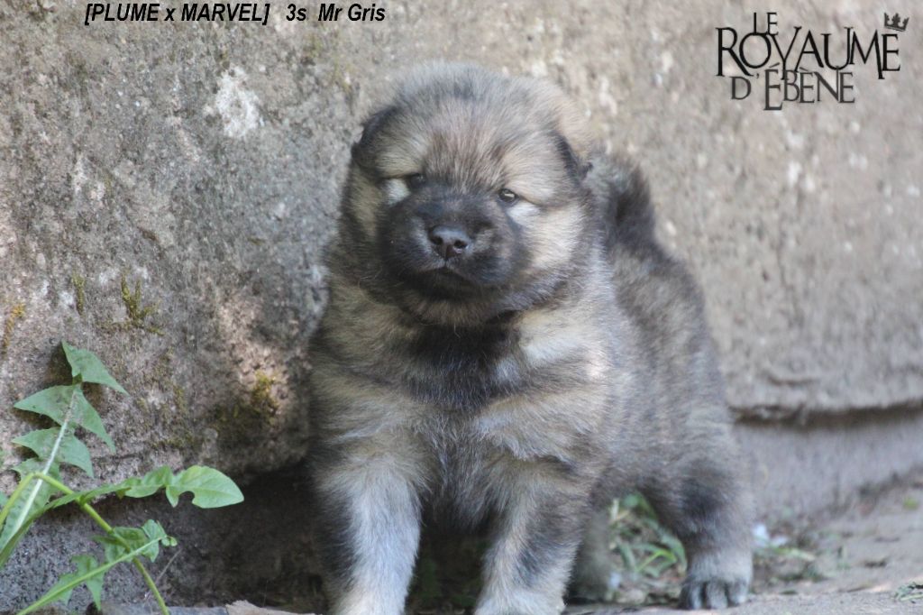 Du Royaume D'ebène - Eurasier - Portée née le 28/05/2021