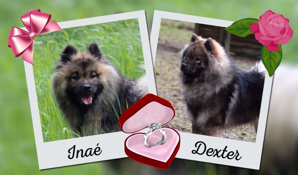 Chiot Eurasier Du Royaume D'ebène
