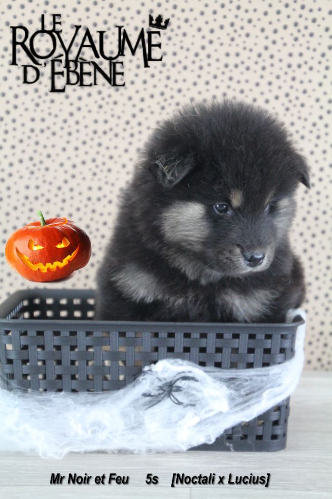 Du Royaume D'ebène - Eurasier - Portée née le 18/09/2021