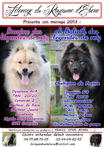 Du Royaume D'ebène - Eurasier - Portée née le 08/11/2013