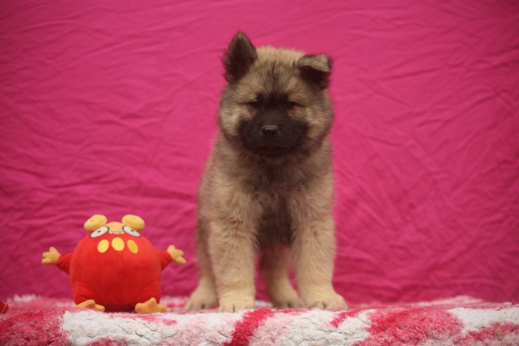 Du Royaume D'ebène - Chiots disponibles - Eurasier