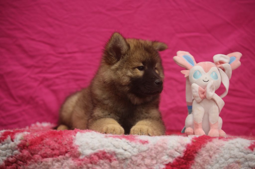 Du Royaume D'ebène - Chiots disponibles - Eurasier