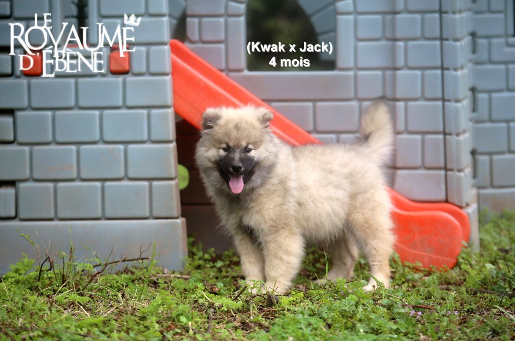 Du Royaume D'ebène - Chiots disponibles - Eurasier