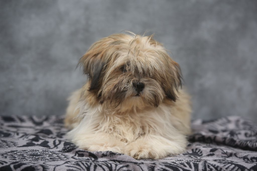 Du Royaume D'ebène - Chiots disponibles - Lhassa Apso