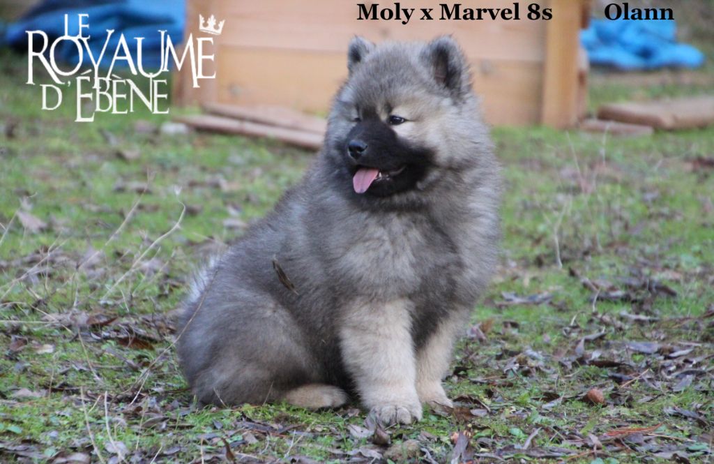 Du Royaume D'ebène - Eurasier - Portée née le 28/09/2018