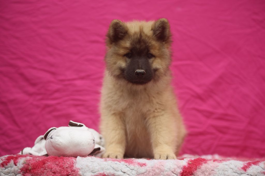 Du Royaume D'ebène - Chiots disponibles - Eurasier