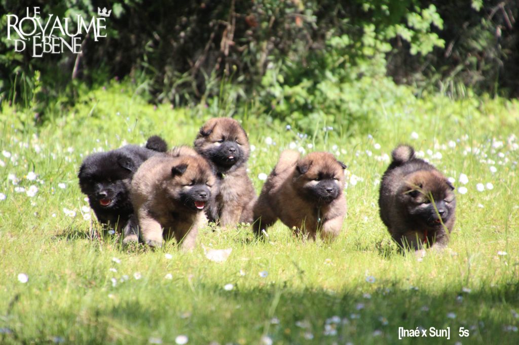 Du Royaume D'ebène - Eurasier - Portée née le 06/04/2019