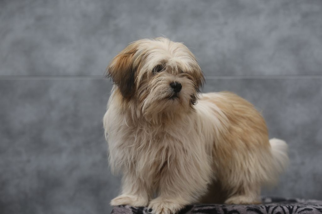 Du Royaume D'ebène - Chiots disponibles - Lhassa Apso
