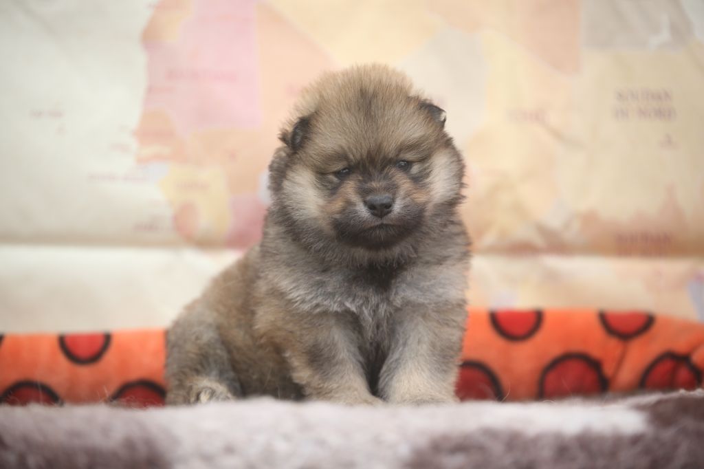 Du Royaume D'ebène - Chiots disponibles - Eurasier