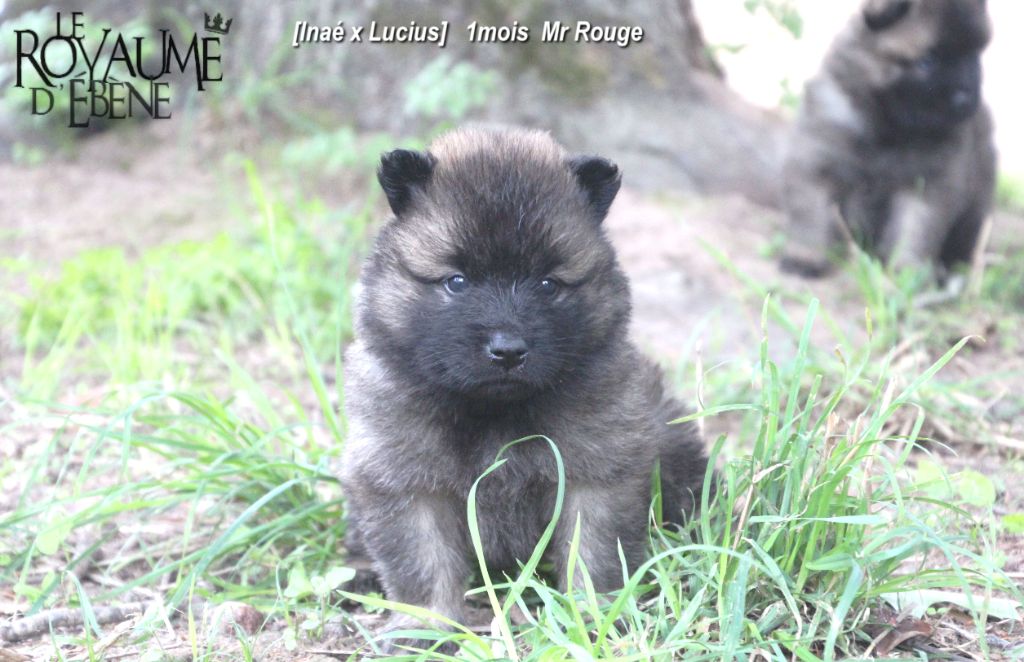 Du Royaume D'ebène - Eurasier - Portée née le 27/08/2020