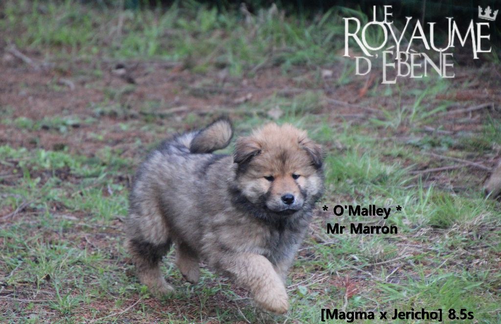 Du Royaume D'ebène - Eurasier - Portée née le 18/01/2018