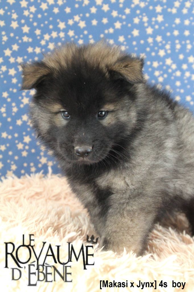 Du Royaume D'ebène - Eurasier - Portée née le 05/06/2021