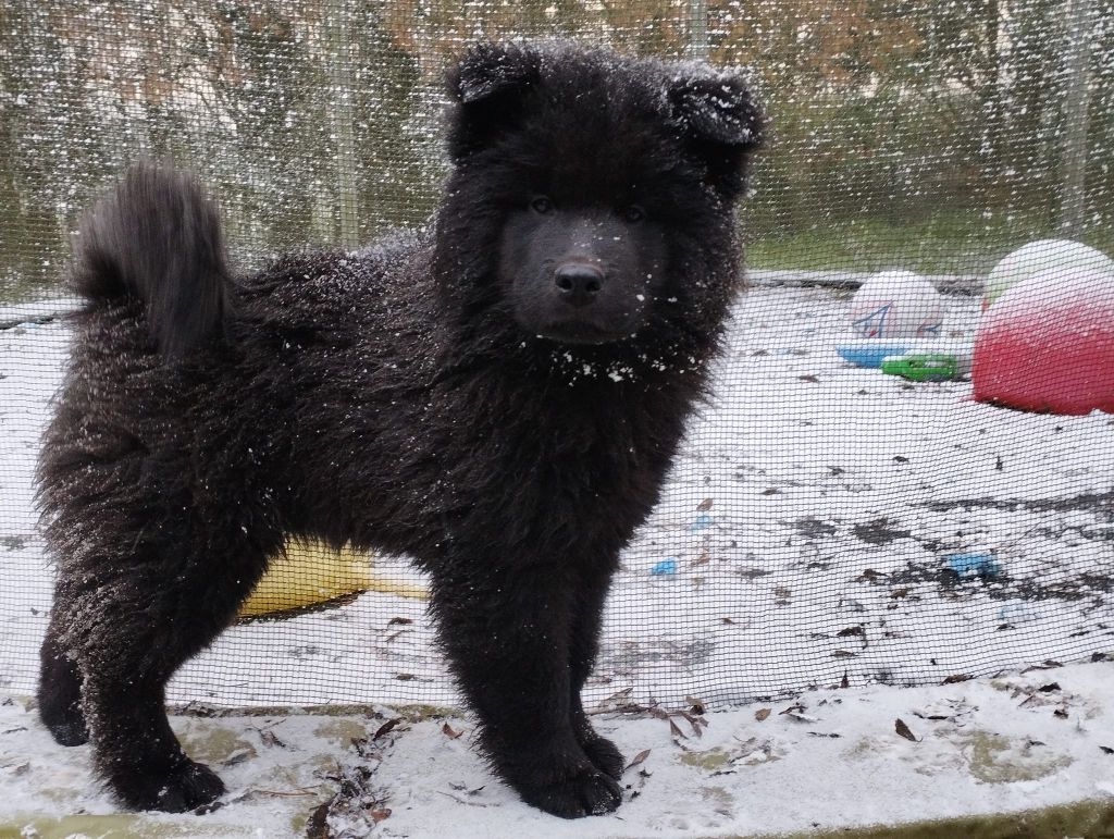 Du Royaume D'ebène - Eurasier - Portée née le 11/09/2022