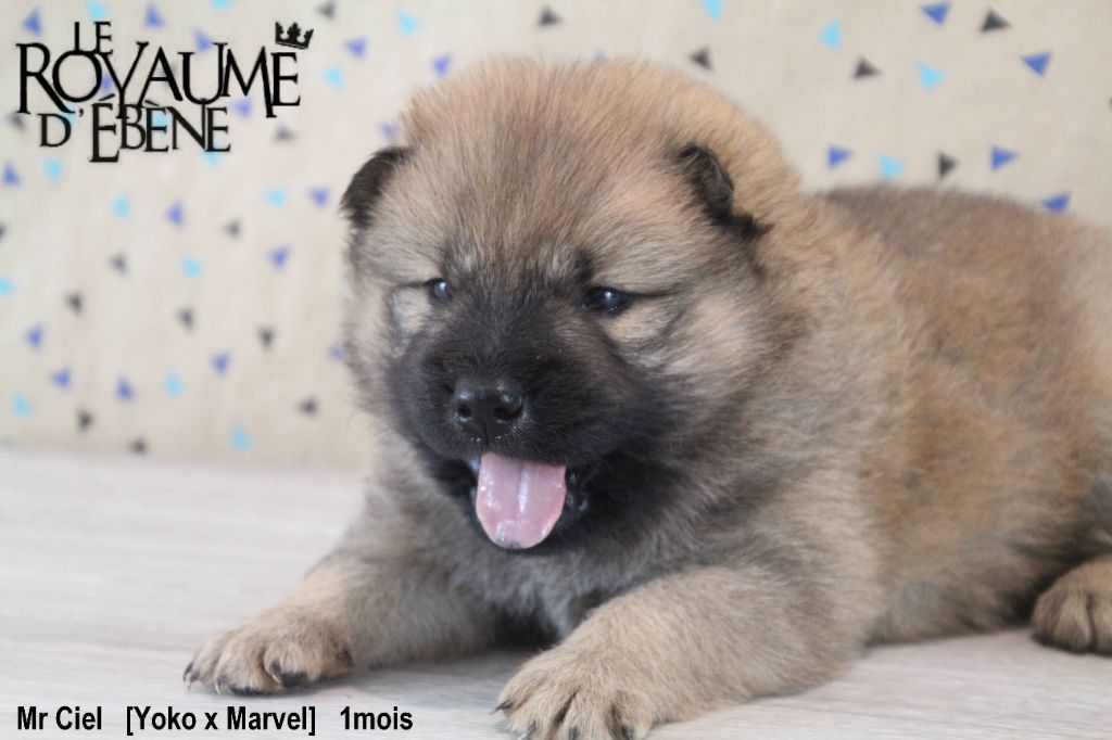 Du Royaume D'ebène - Eurasier - Portée née le 18/08/2021