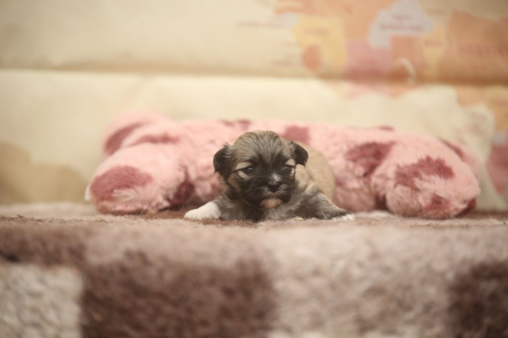 Du Royaume D'ebène - Chiots disponibles - Lhassa Apso