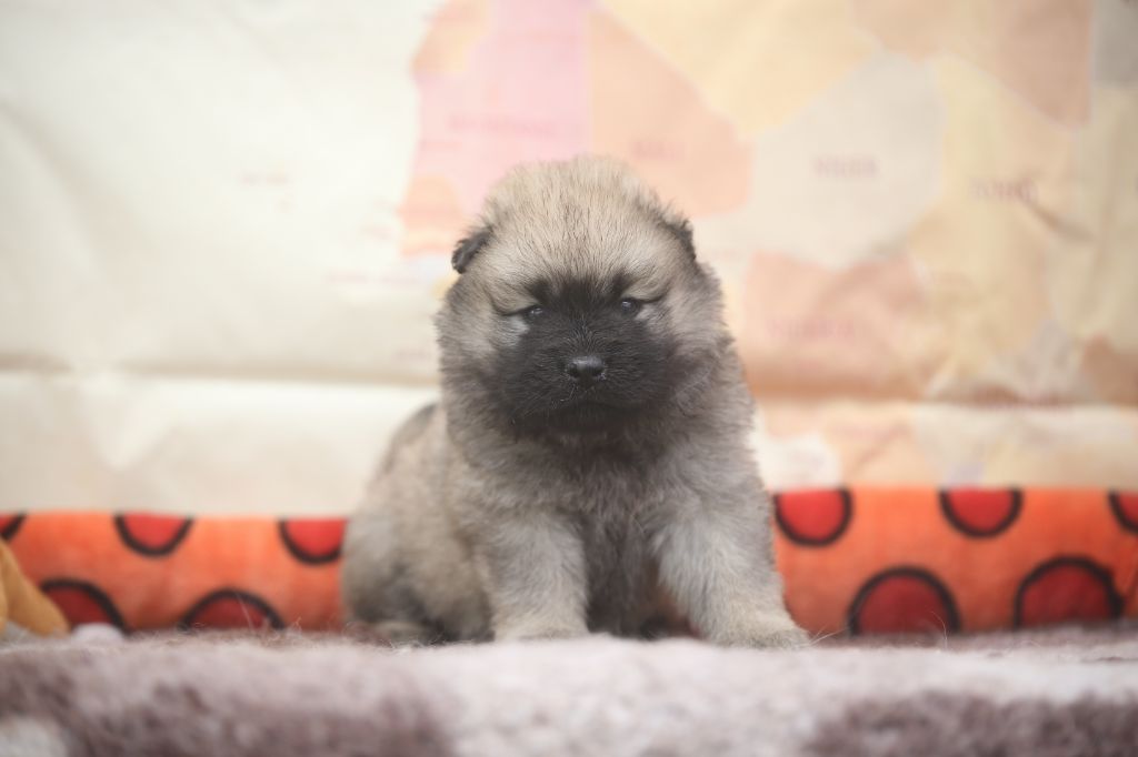 Du Royaume D'ebène - Chiots disponibles - Eurasier