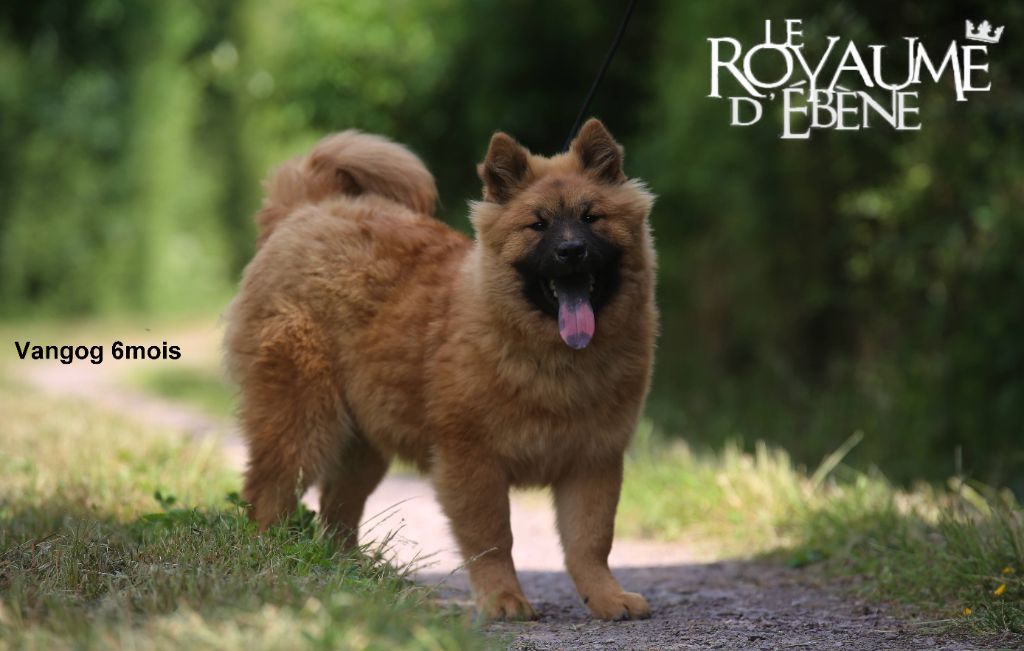 Du Royaume D'ebène - Chiots disponibles - Eurasier