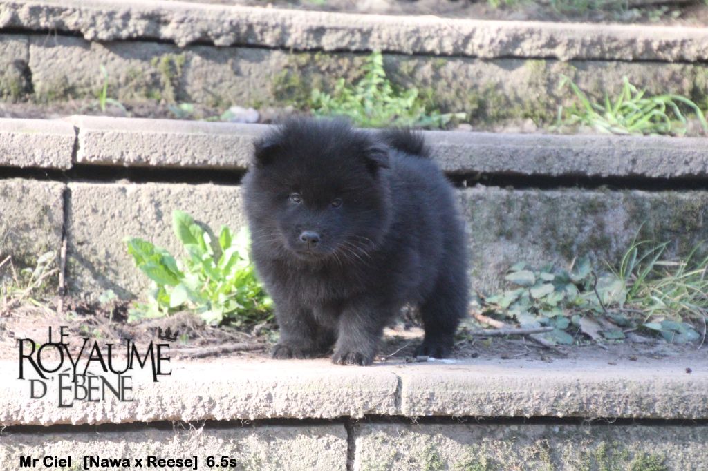 Du Royaume D'ebène - Eurasier - Portée née le 27/12/2021