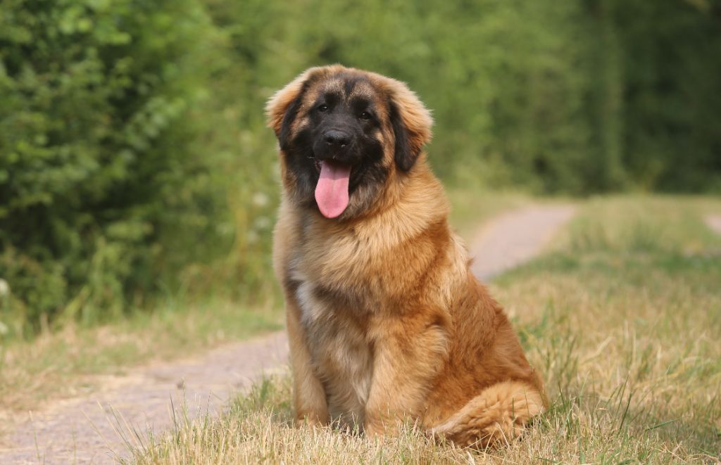 Du Royaume D'ebène - Chiots disponibles - Leonberger