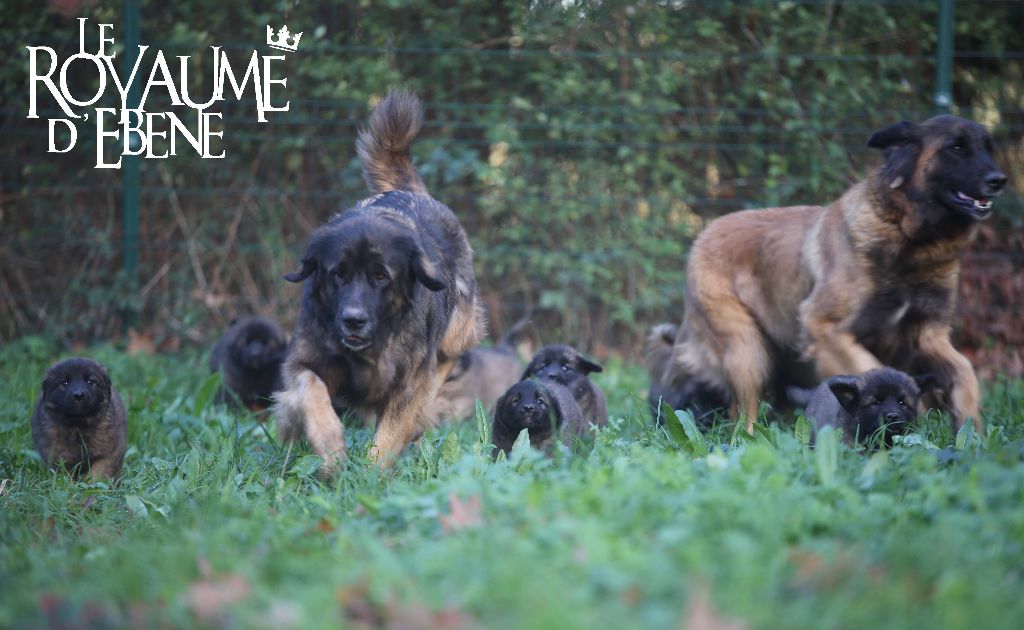 Du Royaume D'ebène - Leonberger - Portée née le 30/09/2022