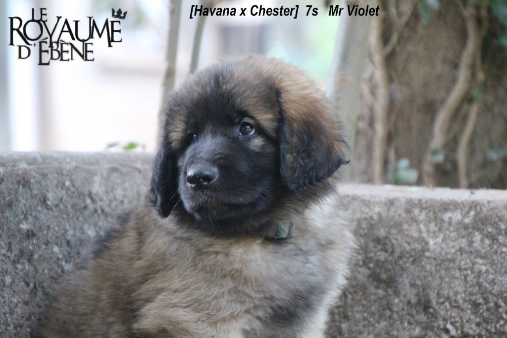 Du Royaume D'ebène - Leonberger - Portée née le 04/05/2021