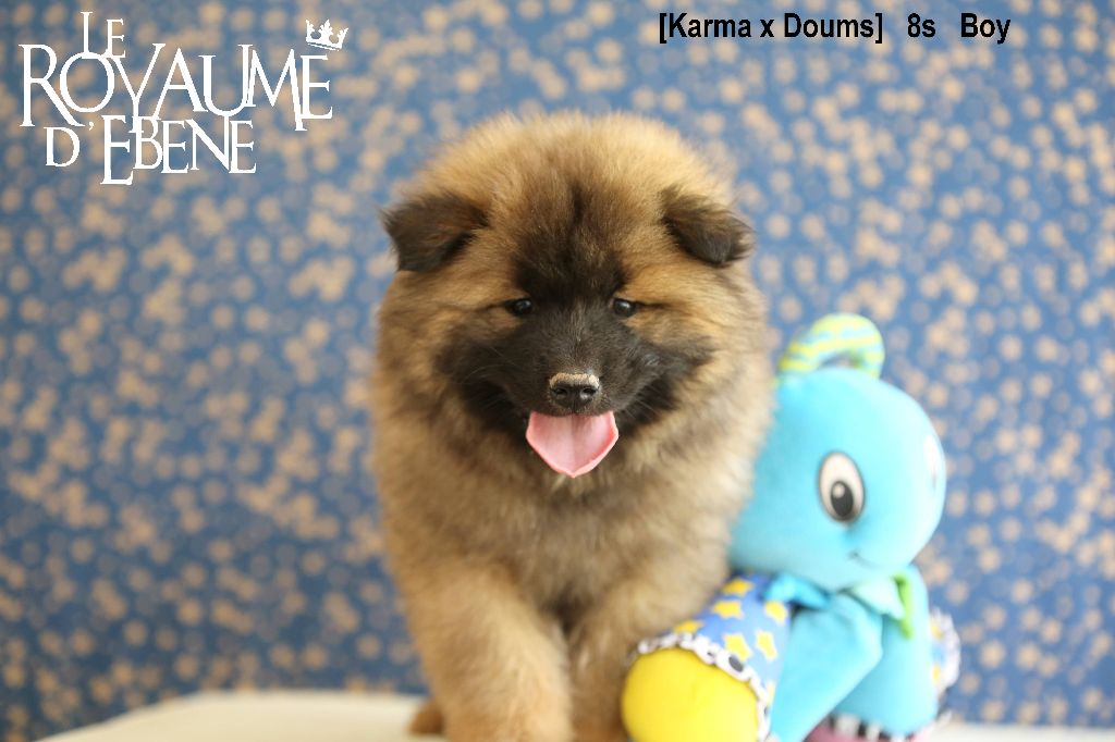 Du Royaume D'ebène - Eurasier - Portée née le 16/01/2023