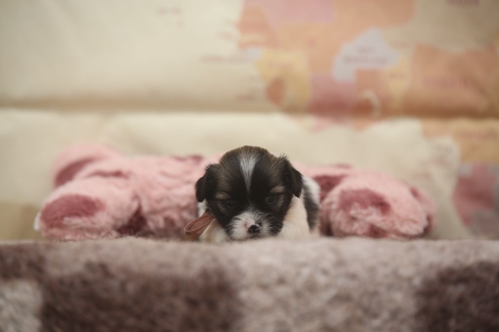 Du Royaume D'ebène - Chiots disponibles - Lhassa Apso