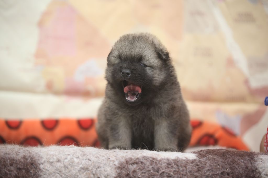 Du Royaume D'ebène - Eurasier - Portée née le 10/08/2025