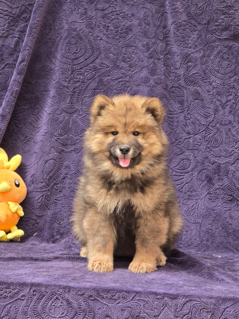 Du Royaume D'ebène - Chiots disponibles - Eurasier