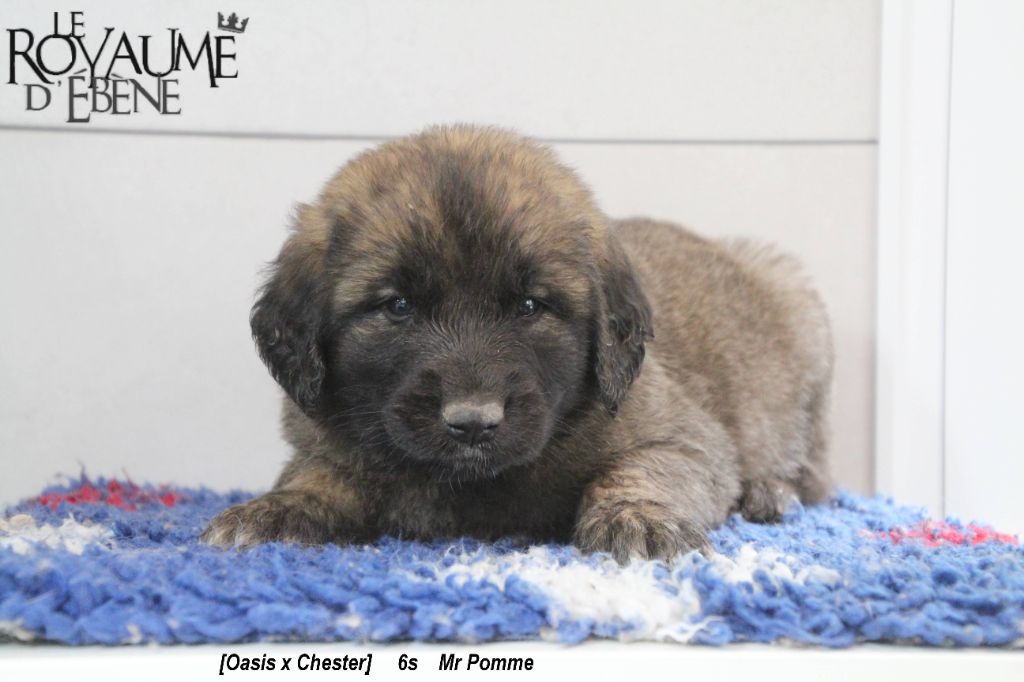 Du Royaume D'ebène - Leonberger - Portée née le 04/04/2021