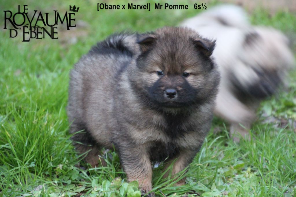 Du Royaume D'ebène - Eurasier - Portée née le 04/10/2020