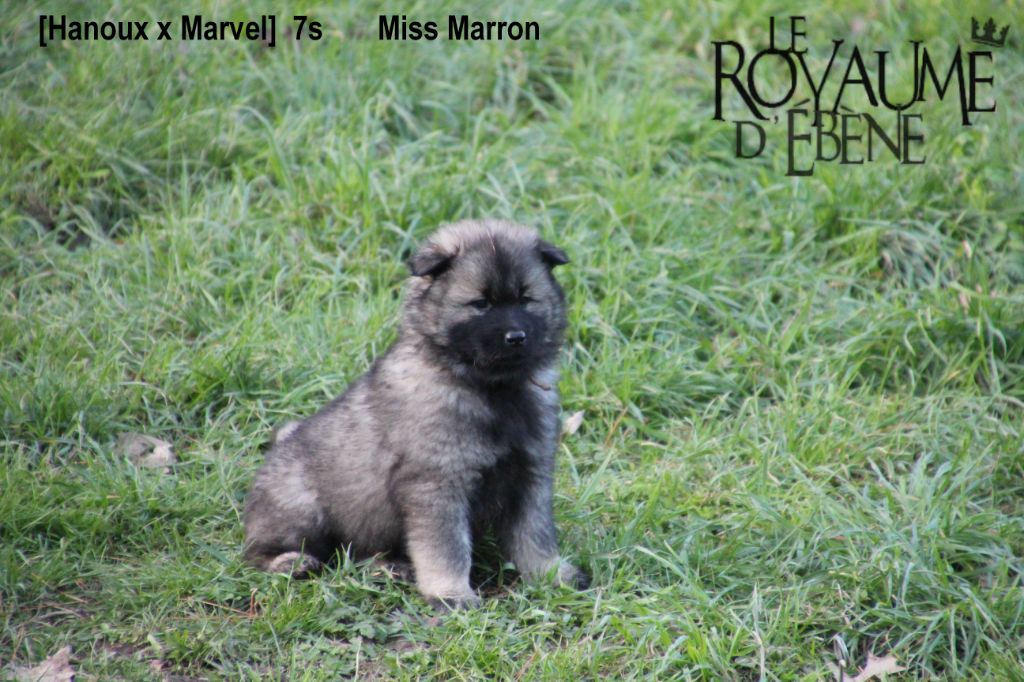 Du Royaume D'ebène - Eurasier - Portée née le 25/12/2018